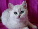 Кошечка британская шиншилла с изумрудными глазами