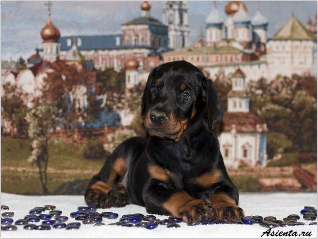 Doberman, puppy Doberman, puppy