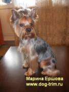 Стрижка йорка. Стрижка собак. Выезд