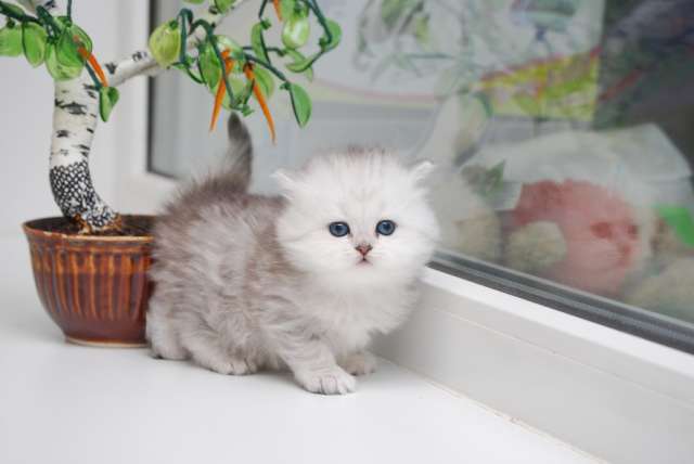 Шотландские котята! Шотландские котята!