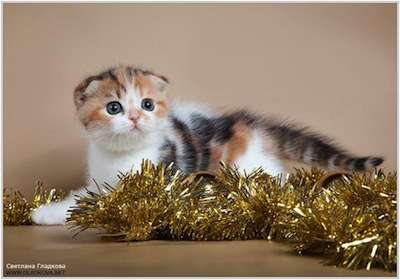 Шотландские вислоухие котята Шотландские вислоухие котята