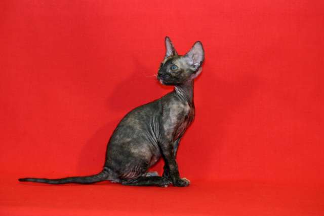 Элитные Корниш Рексы. Элитные Корниш Рексы.