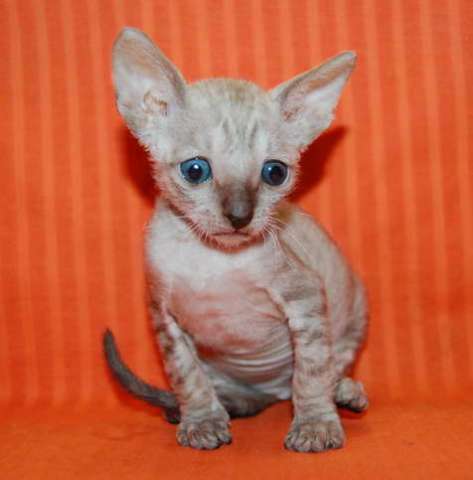 Корниш рекс - кудрявые котята. Корниш рекс - кудрявые котята.