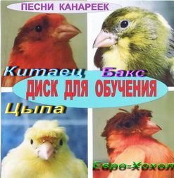 Канарейки и кенари певчие, цветные, хохлатые, любые. Канарейки и кенари певчие, цветные, хохлатые, любые.