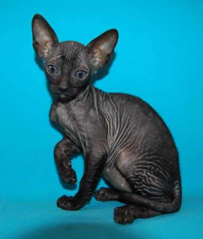 Корниш рекс - кудрявые котята. Корниш рекс - кудрявые котята.