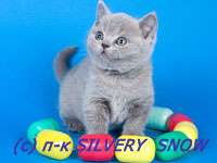 БРИТАНСКИЕ КОТЯТА. ПИТОМНИК SILVERY SNOW БРИТАНСКИЕ КОТЯТА. ПИТОМНИК SILVERY SNOW