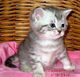 Британские котята вискас из питомнка VIVIAN. Британские котята вискас из питомнка VIVIAN.