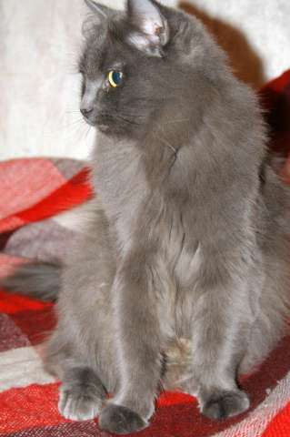 молодая кошечка, Отдадим в хорошую семью