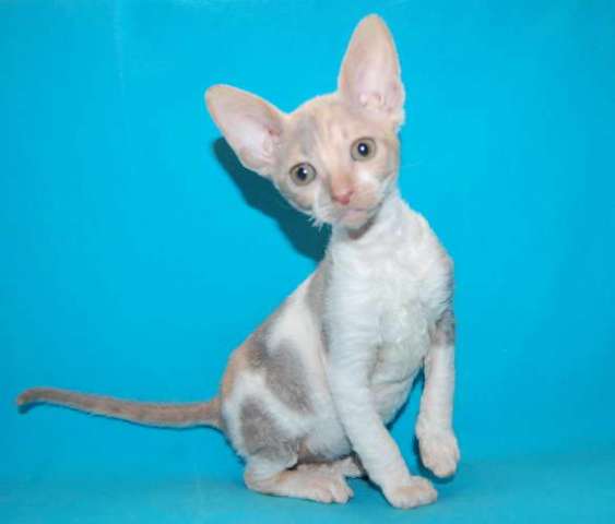Корниш рекс - кудрявые котята. Корниш рекс - кудрявые котята.
