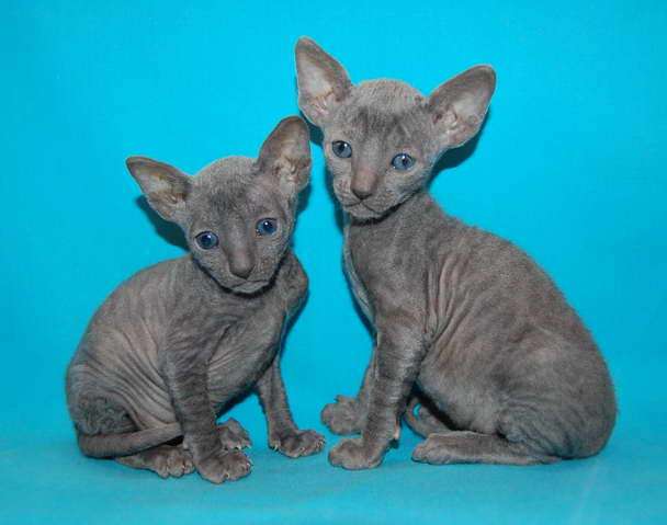 Корниш рекс - кудрявые котята. Корниш рекс - кудрявые котята.
