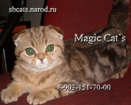 Эксклюзивные котята золотого мраморного окраса Эксклюзивные котята золотого мраморного окраса