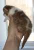 Британская кошка окраса циннамон