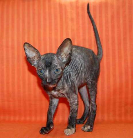 Корниш рекс - кудрявые котята. Корниш рекс - кудрявые котята.
