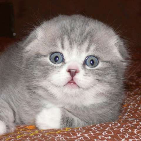 Шотландские котята Шотландские котята