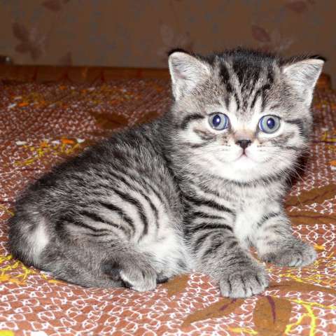 Шотландские котята (кошечки) тигрового окраса! Шотландские котята (кошечки) тигрового окраса!