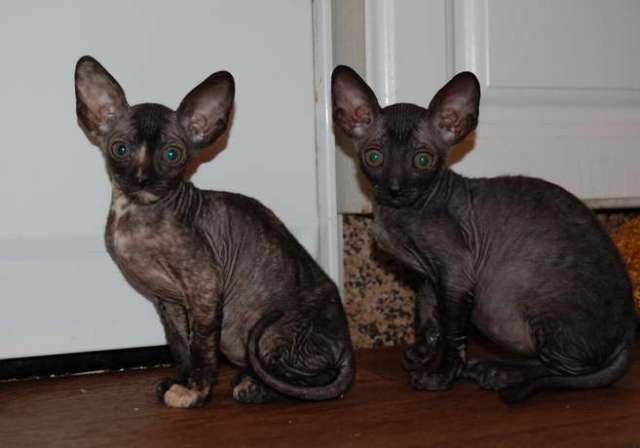 Корниш рекс - кудрявые котята. Корниш рекс - кудрявые котята.