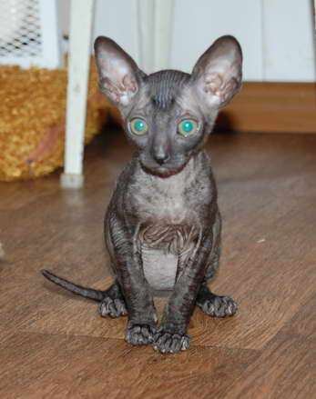 Корниш рекс - кудрявые котята. Корниш рекс - кудрявые котята.