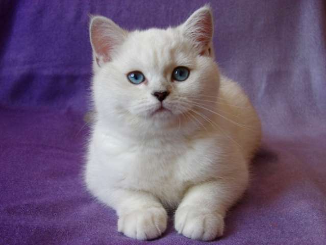 Британский котик редкого окраса шиншилла поинт с голубыми глазами! Британский котик редкого окраса шиншилла поинт с голубыми глазами!