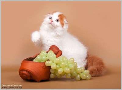 Шотландские котята Шотландские котята