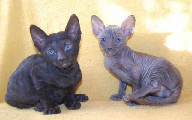 Корниш рекс - кудрявые котята. Корниш рекс - кудрявые котята.
