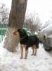 видели потерявшуюся собаку в г.Королев 28/02/2012г.