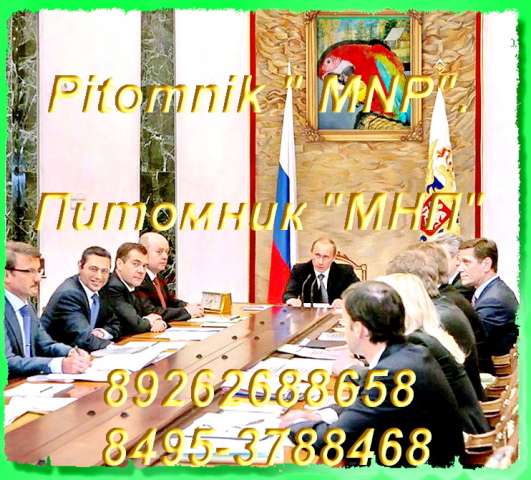 Попугаи из питомника "MNP"- говорящие, ручные - птенцы и взрослые птицы. Попугаи из питомника "MNP"- говорящие, ручные - птенцы и взрослые птицы.