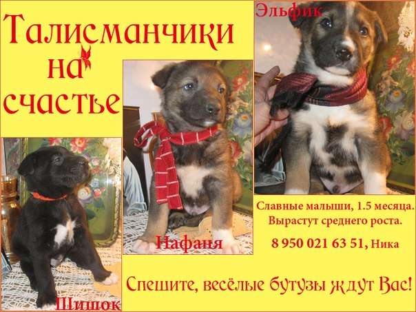 Очаровательные щеночки срочно ищут дом. Очаровательные щеночки срочно ищут дом.