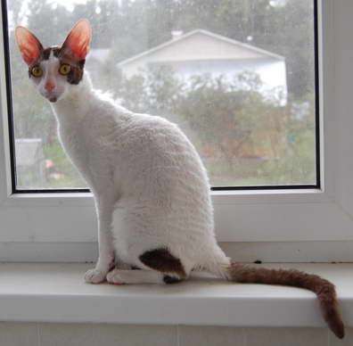 Корниш рекс - кудрявые котята. Корниш рекс - кудрявые котята.