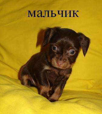 шоколадные тойчики шоколадные тойчики