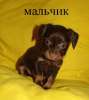 шоколадные тойчики