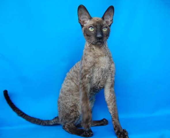 Корниш рекс - кудрявые котята. Корниш рекс - кудрявые котята.