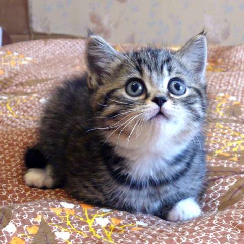Шотландские котята (кошечки) тигрового окраса! Шотландские котята (кошечки) тигрового окраса!