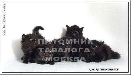 Черные сибирские котята Черные сибирские котята