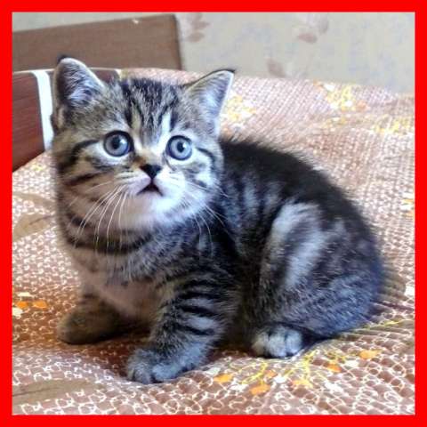Шотландские вислоухие котята Шотландские вислоухие котята