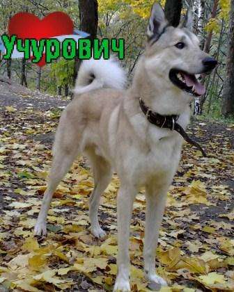 кобель западносибирской лайки на вязку кобель западносибирской лайки на вязку