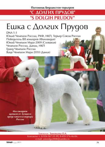 щенки бедлингтон-терьера щенки бедлингтон-терьера