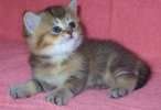 британская золотистая кошечка британская золотистая кошечка
