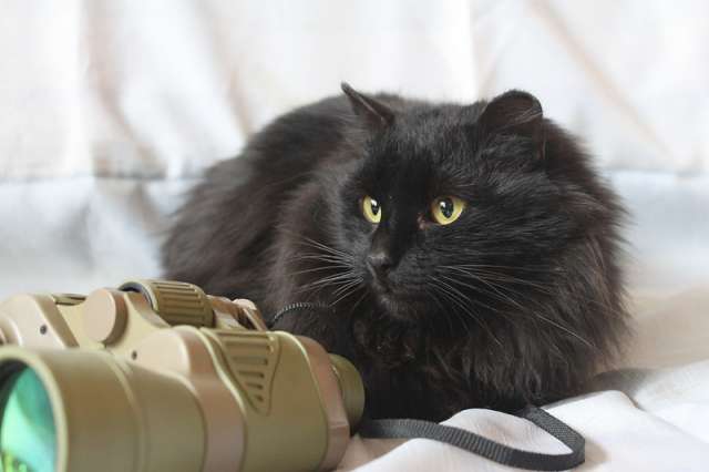 Кот Сэм в добрые руки Кот Сэм в добрые руки