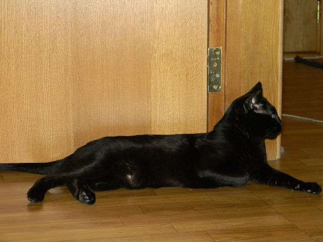 ориентальные котята ориентальные котята