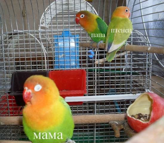 Продам птенцов неразлучника Фишера Продам птенцов неразлучника Фишера