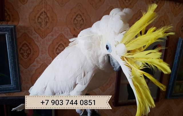 Желтохохлый какаду (Cacatua galerita triton) - ручные птенцы из питомника