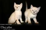 Тайские котята: сил и блю пойнт тебби