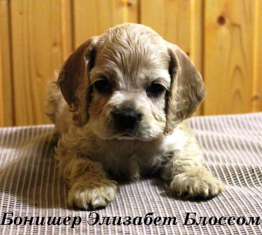 Американского кокер-спаниеля щенки Американского кокер-спаниеля щенки