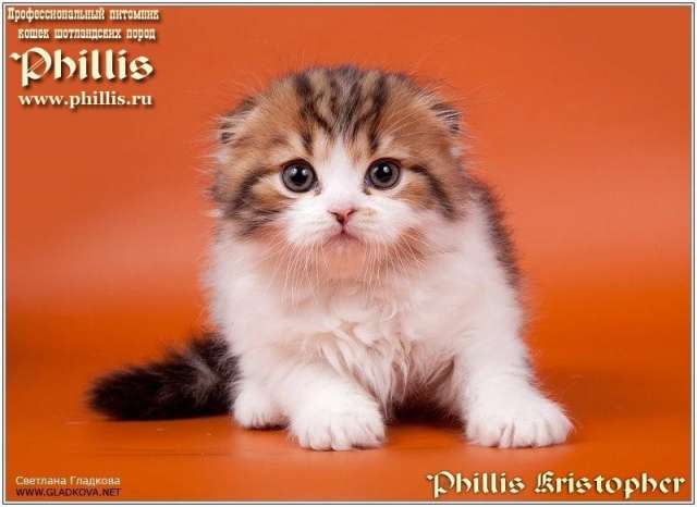 Шотландские вислоухие котята Шотландские вислоухие котята