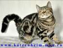 Золотые  мраморные  британские  котята - нежность с британских островов