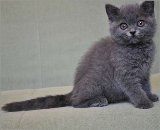 Шотландский крупный котик голубого окраса, 4 мес. Шотландский крупный котик голубого окраса, 4 мес.