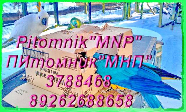 Попугаи от заводчика, разных видов. Канарейки певчие. Попугаи от заводчика, разных видов. Канарейки певчие.
