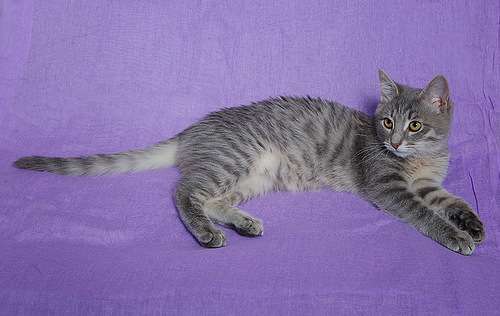 Ласковый котенов ищет дом! Ласковый котенов ищет дом!