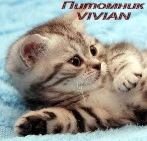 Британские шоколадные котята из питомника VIVIAN. Британские шоколадные котята из питомника VIVIAN.