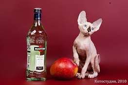 Элитные котята. Элитные котята.